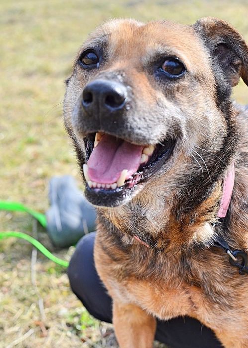 Janinka do pilnej adopcji!