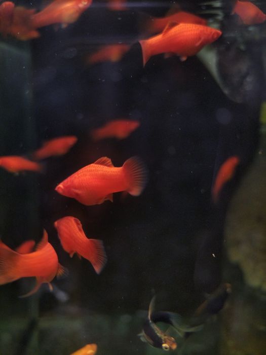 Mieczyk albino Red / Hamburg