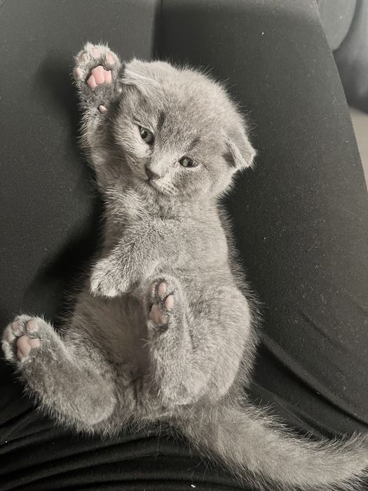 шотландський висловухий красунчик