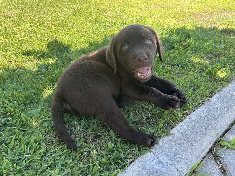 Labrador Retriever LOP e Afixo - castanho