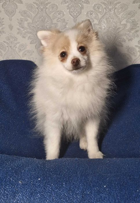 Szpic Miniaturowy Pomeranian - Unikatowe!