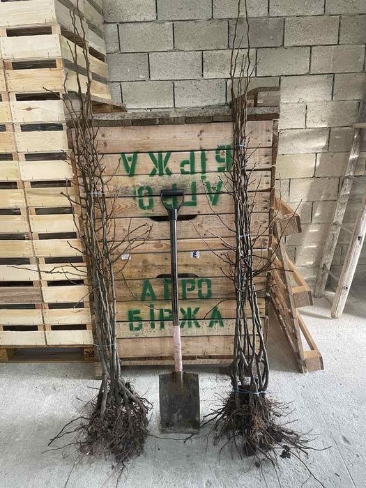 Продам Саджанці плодових/ Саженцы фруктовых деревьев / Опт
