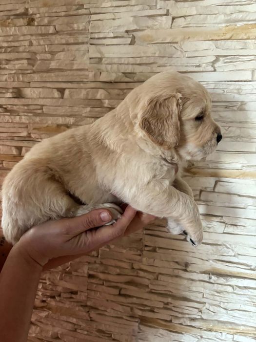Suczka Golden Retriever
