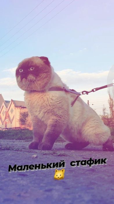 Порода: Шатланский вислоухий панда скотиш