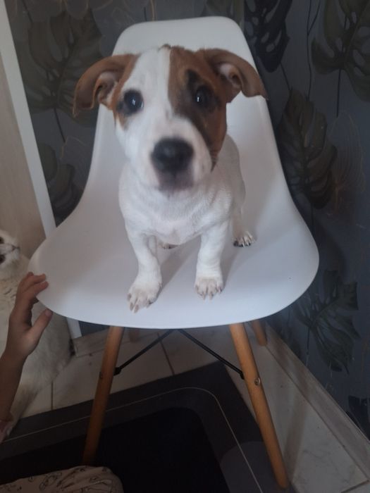 Два прекрасних цуценята Джек Рассела)))з 2ма вакцинами