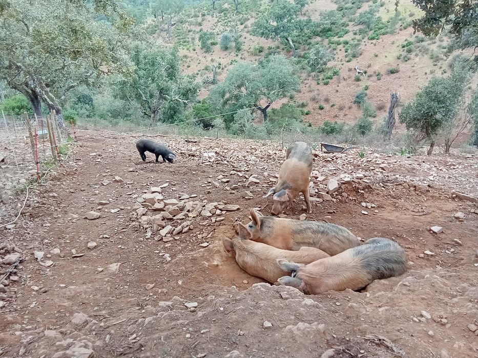 Leitões e porcos