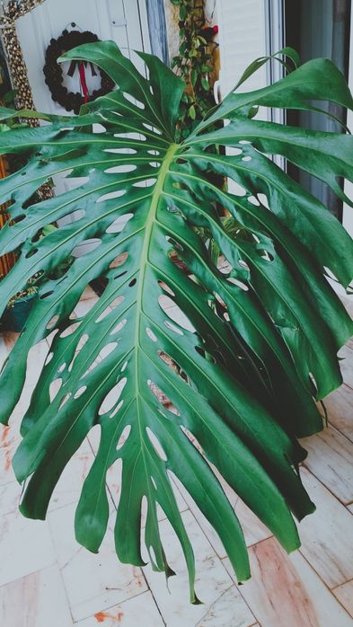 Planta  Monstera / costela de Adão