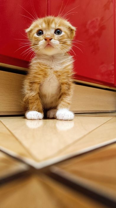 Продам вислоухих котят