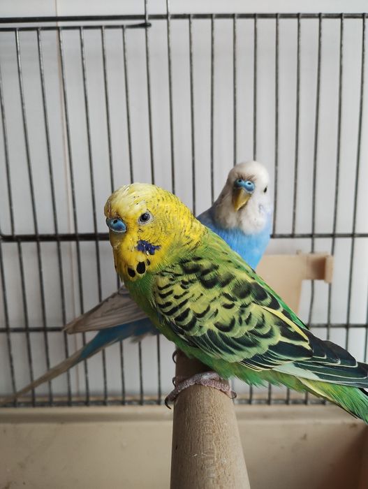 Samce papug falistych