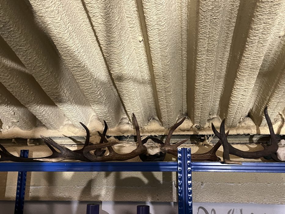 Conjunto de trofeus de caça