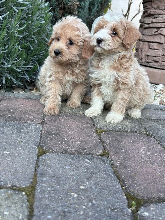 Maltipoo suczka gotowa