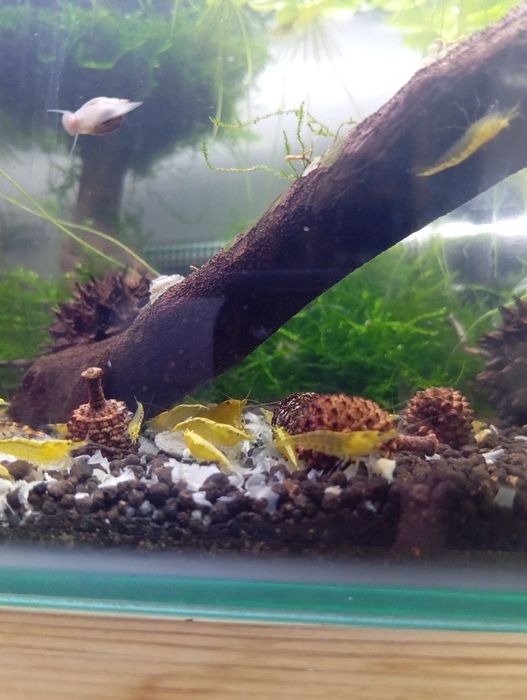 Neocaridinas Yellow Golden Back