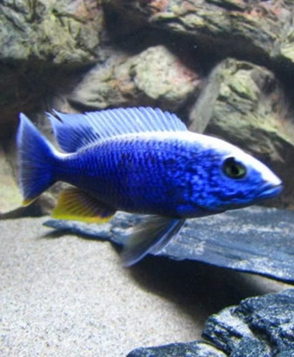 Sciaenochromis fryeri Хаплохромис васильковый Акваріумні рибки цихліди