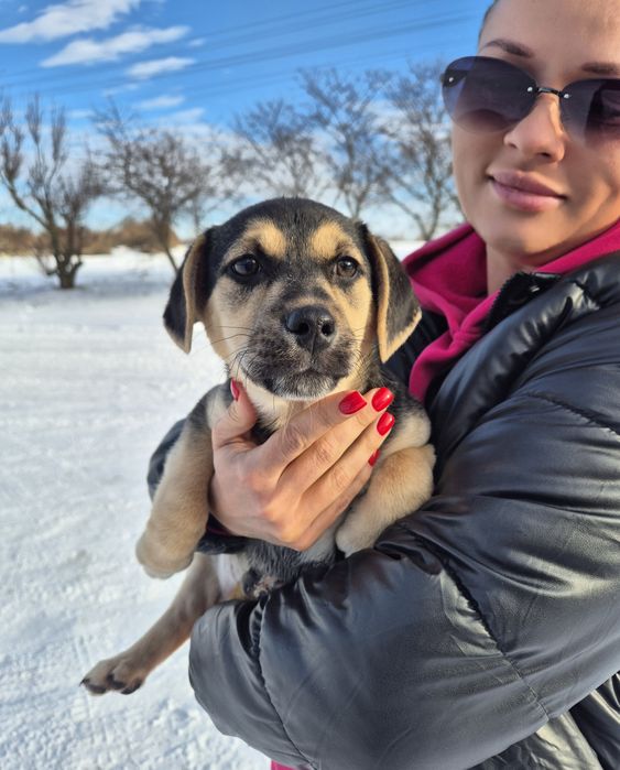 Собаки терміново шукають домівки!