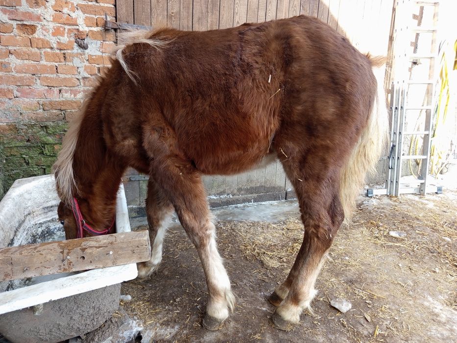 Sprzedam Źrebaki odsadki