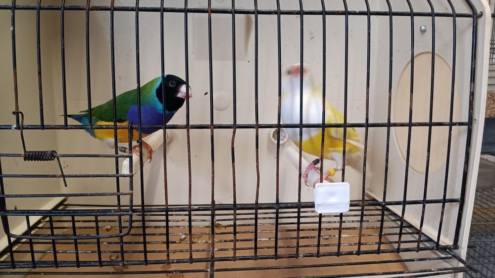 Diamantes de Gould