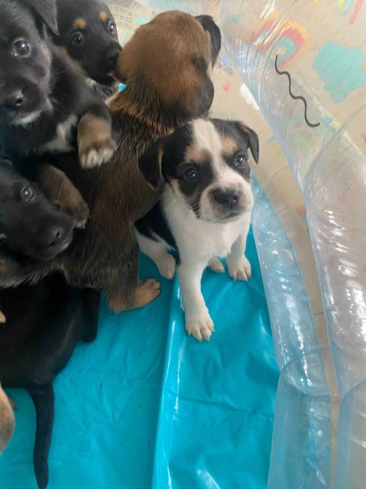 Oddam pieski w dobre ręce.