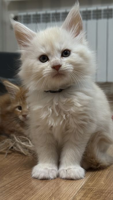 Мейн-Кун кошенята