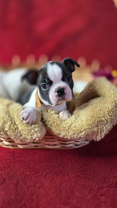 Boston terrier  zapowiedź miotu