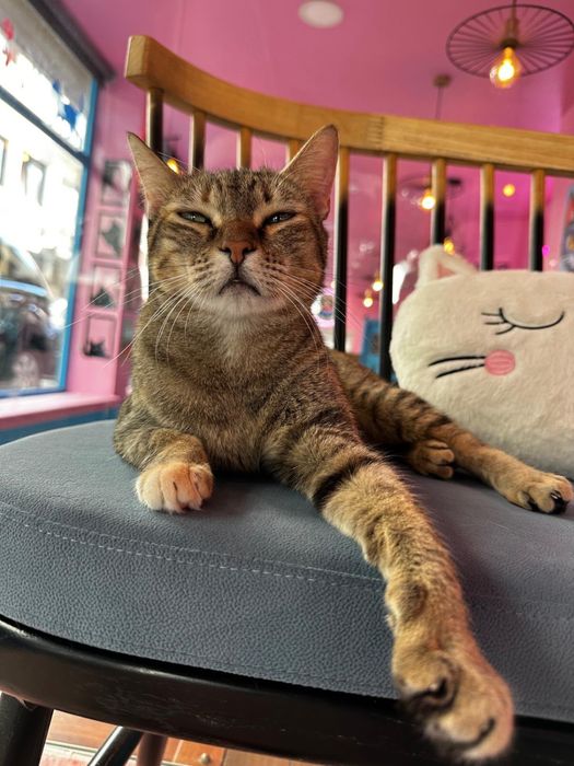 Gata tigrada jovem para adoção responsável