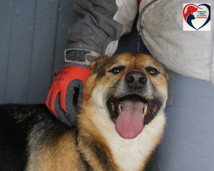 Mike do adopcji – Schronisko Jasionka