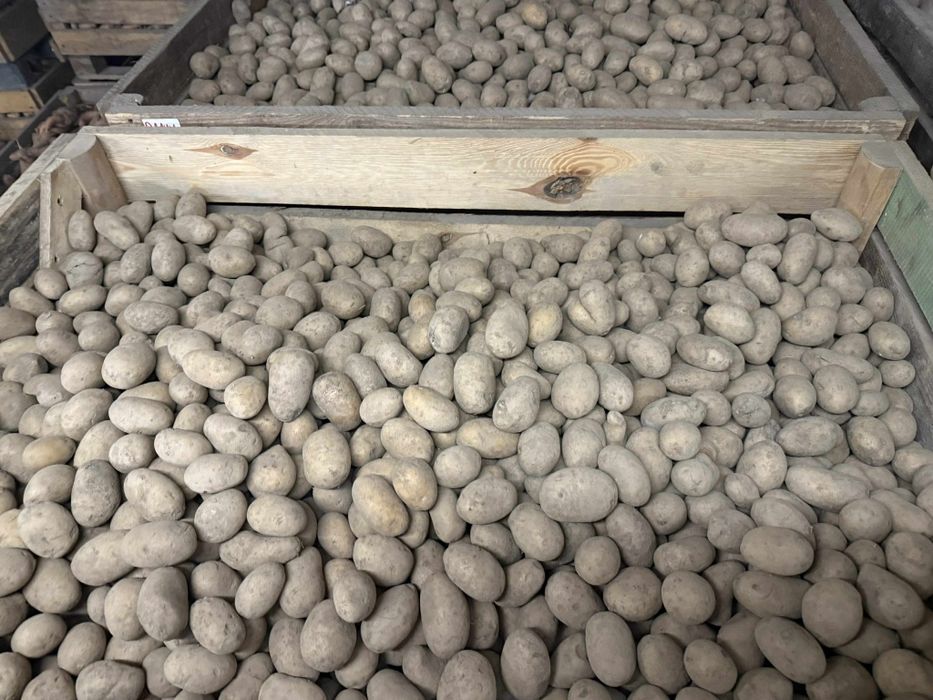 Sprzedam ziemniaki wielkości sadzeniaka