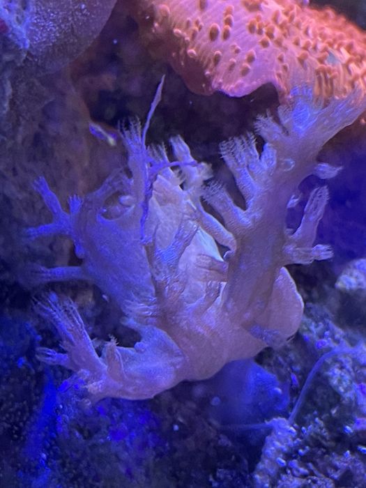 Корали Водорості в морський акваріум Ріф