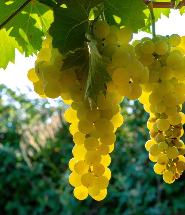 Vende-se uvas na zona de Moimenta da Beira