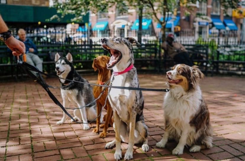 Passeio de Cães - Amadora e Arredores