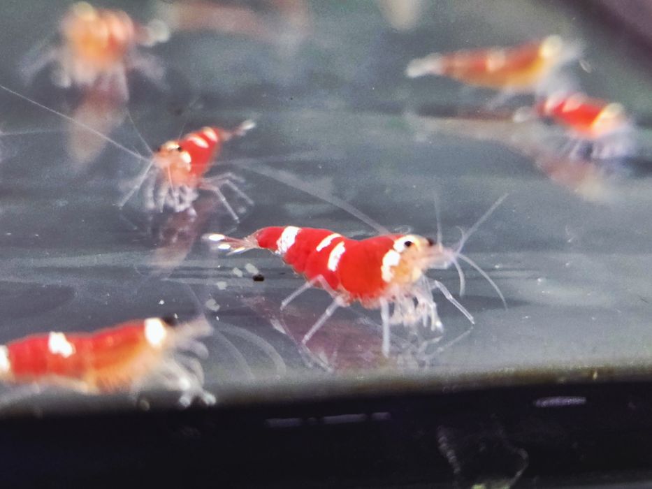 Krewetka caridina super crystal red