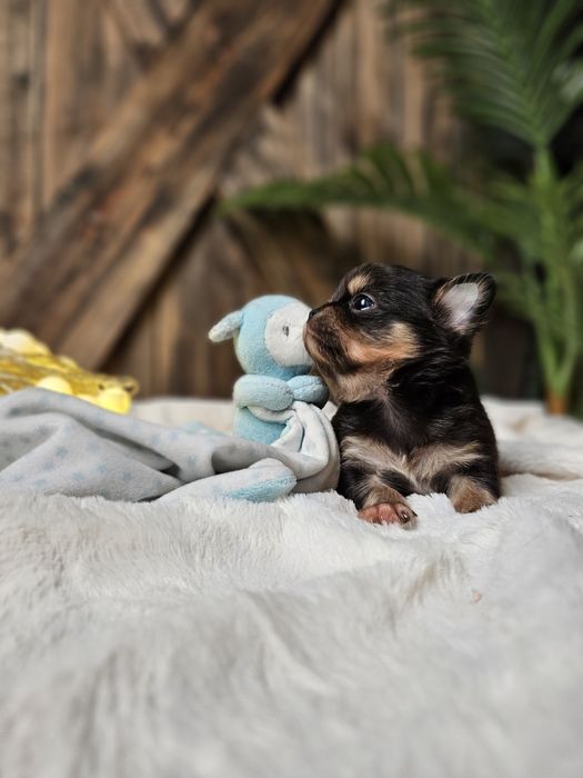 Chihuahua śliczny długowłosy chłopczyk