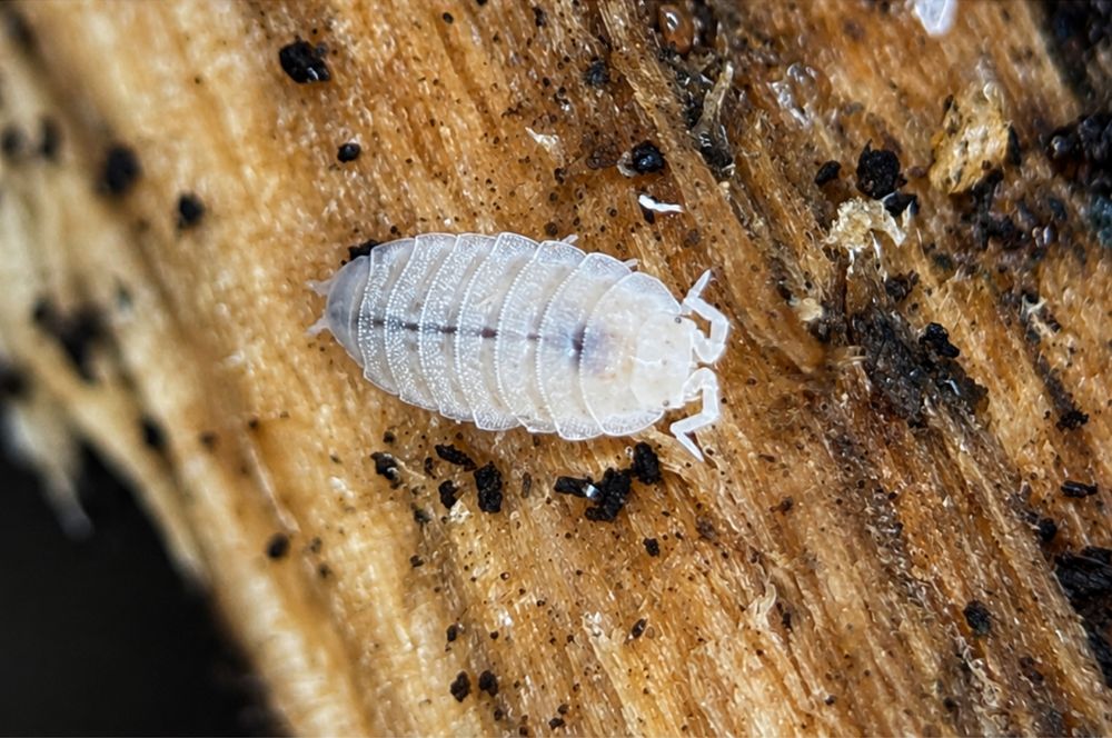 Stonogi tropikalne (Trichorhina tomentosa)
