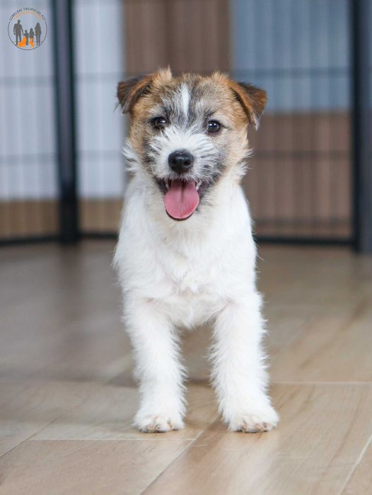 Jack Russell Terrier ZKwP FCI suczka rezerwacja
