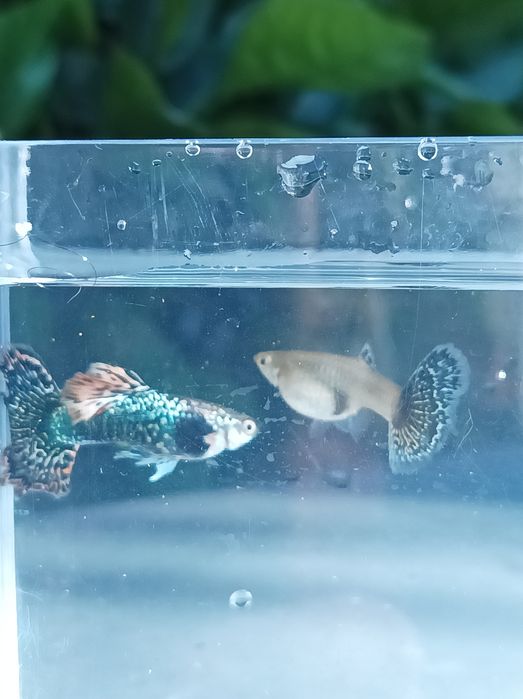 Dragon Dark Blue halfmoon