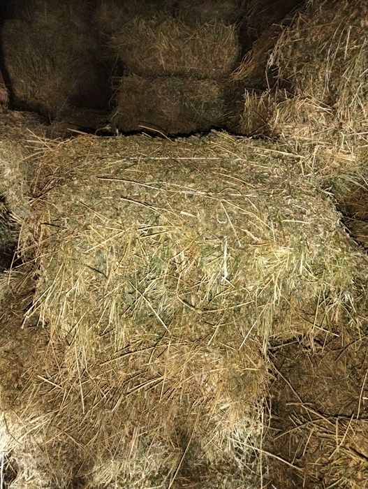 Продам сіно люцерни в тюках