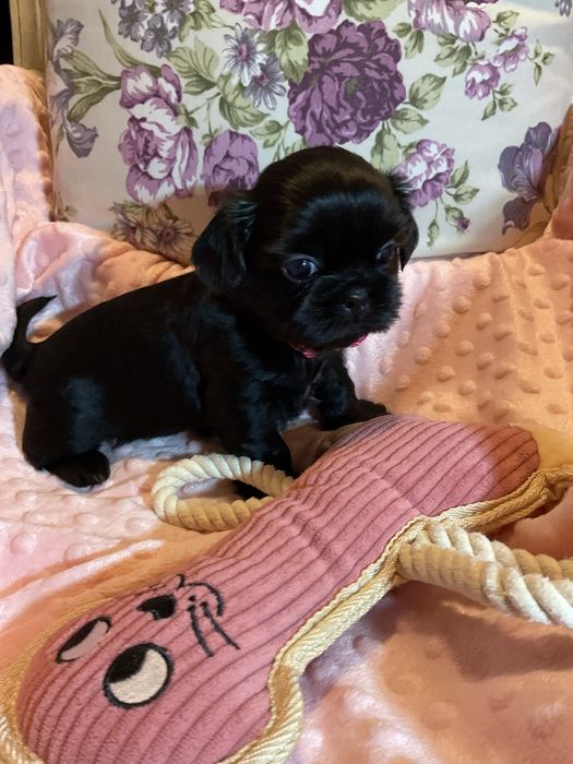 Shih - Tzu Salonowa Suczka Czarna