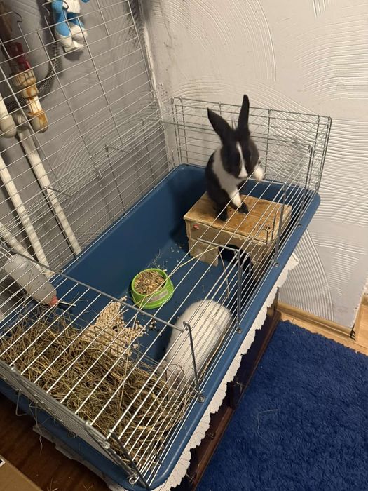 Декоративні кролики