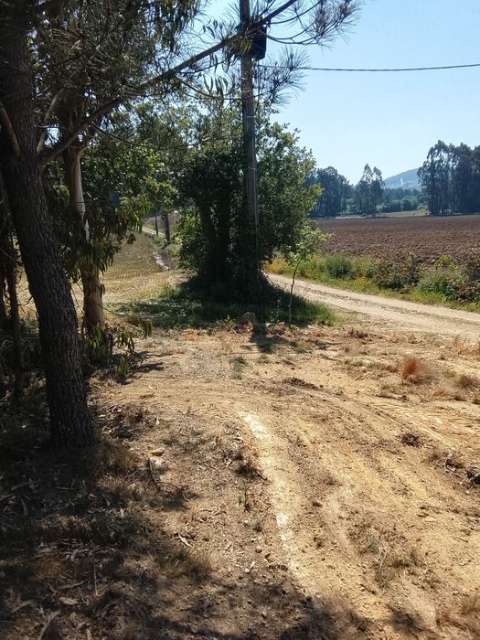 Vendo bouça com pinheiros e eucaliptos — Fradelos, Braga