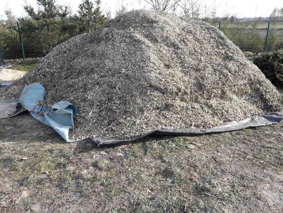 zrębki z drzew iglastych