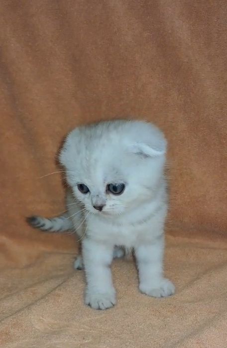 Шотландский вислоухий мальчик серебристая шиншилла