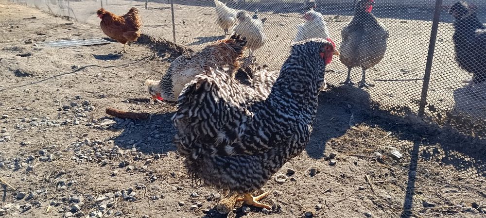 Інкубаційні яйця мішаних курей