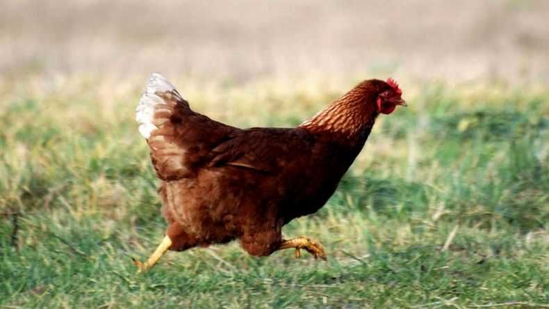 Kury Nioski Dowóz Gratis Detal/Hurt