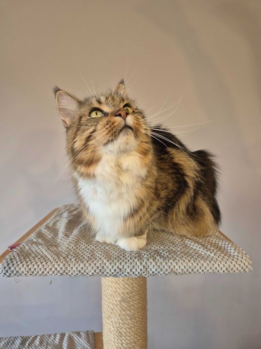 Sprzedam kotkę maine coon FPL