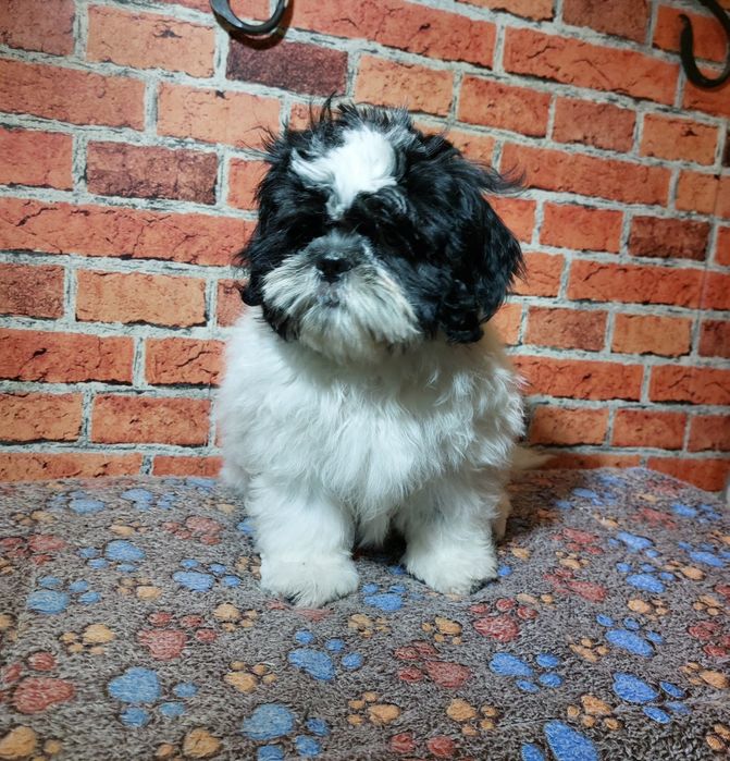 Shih-tzu chlopak