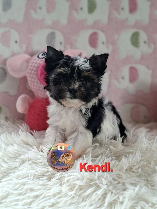 Suczka Yorkshire Terrier Biewer