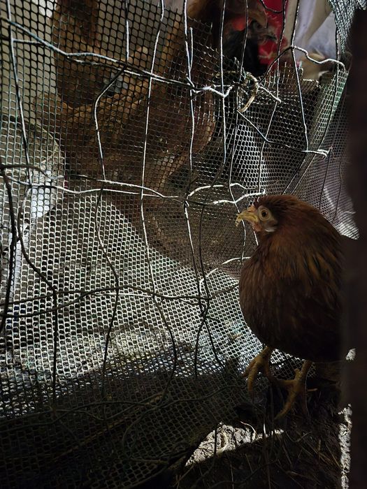 Golos/galinhas raça pequena