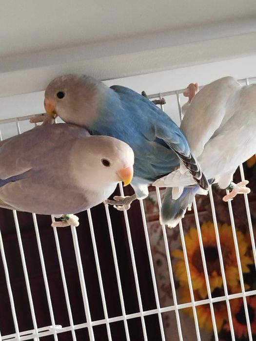 Agapórnis roseicollis