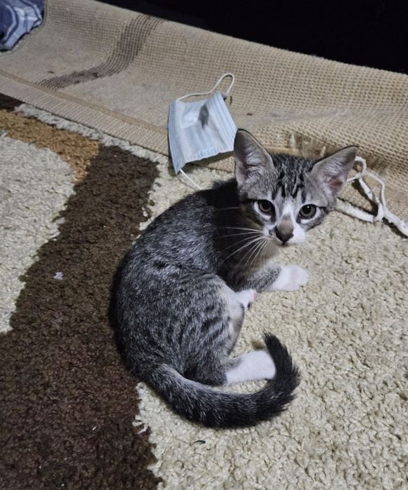 Gatinhos bebe para adoção