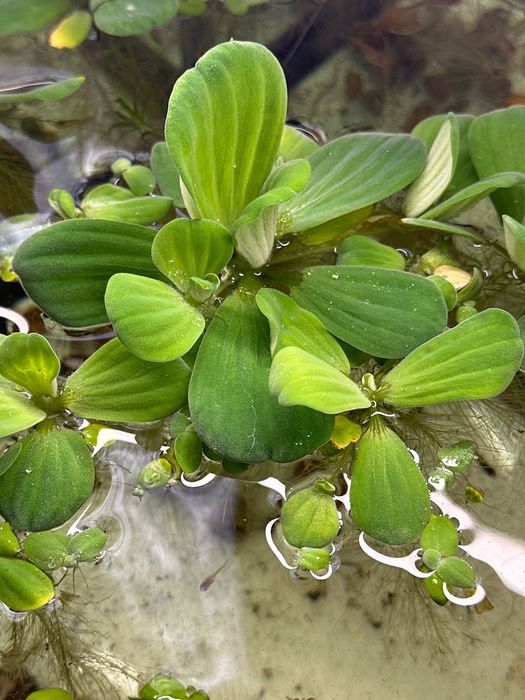 Водяний салат водорості Пістія акваріум або ставок укриття для рибок