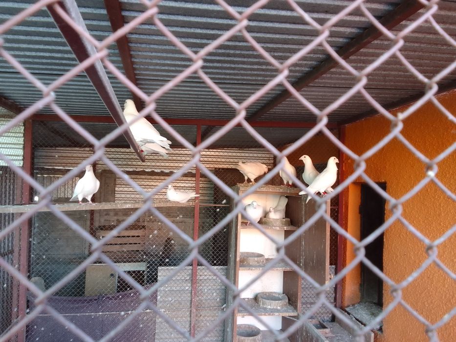 Gołębie garłacze,grube rzeszowskie,rysie,szały,StiPes-y